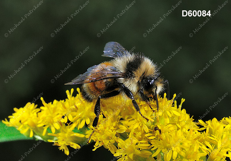 Tricolored Bumble Bee (Bombus ternaries)